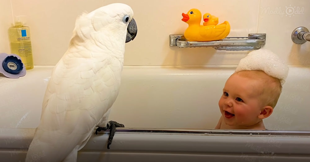 Cockatoo and baby boy