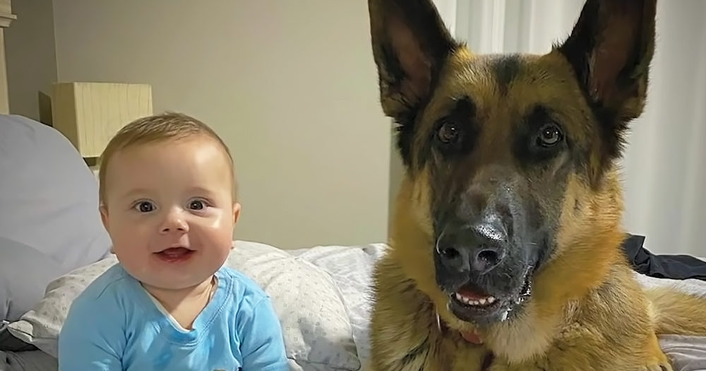 German Shepherd dog patiently waits for his baby brother to grow up