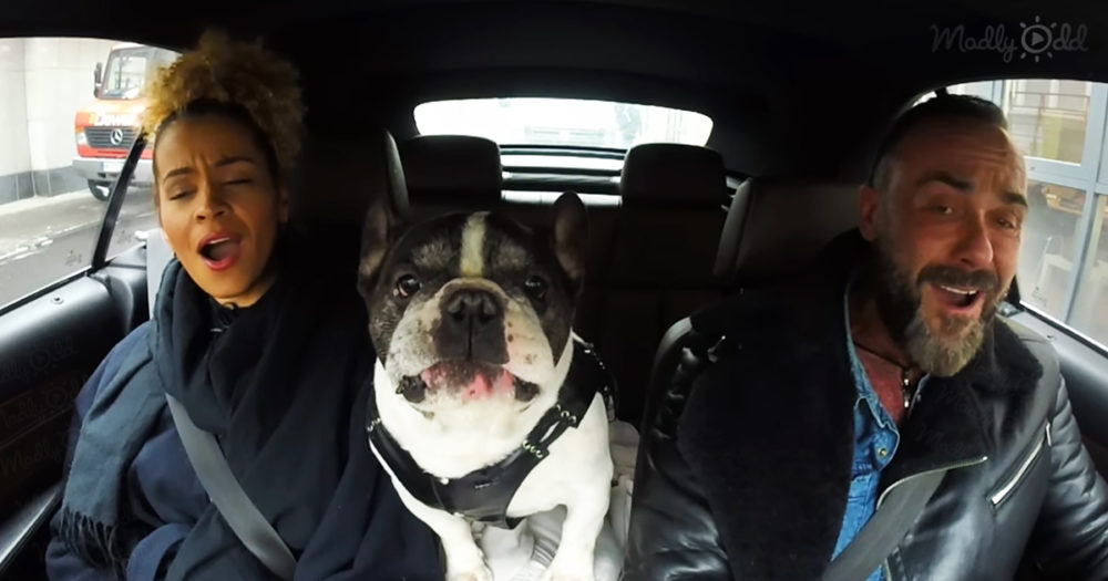 French Bulldog singing 'All Of Me'