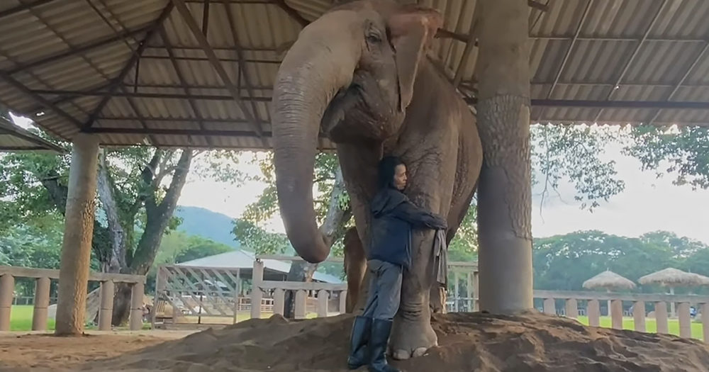 Woman hugs giant elephants