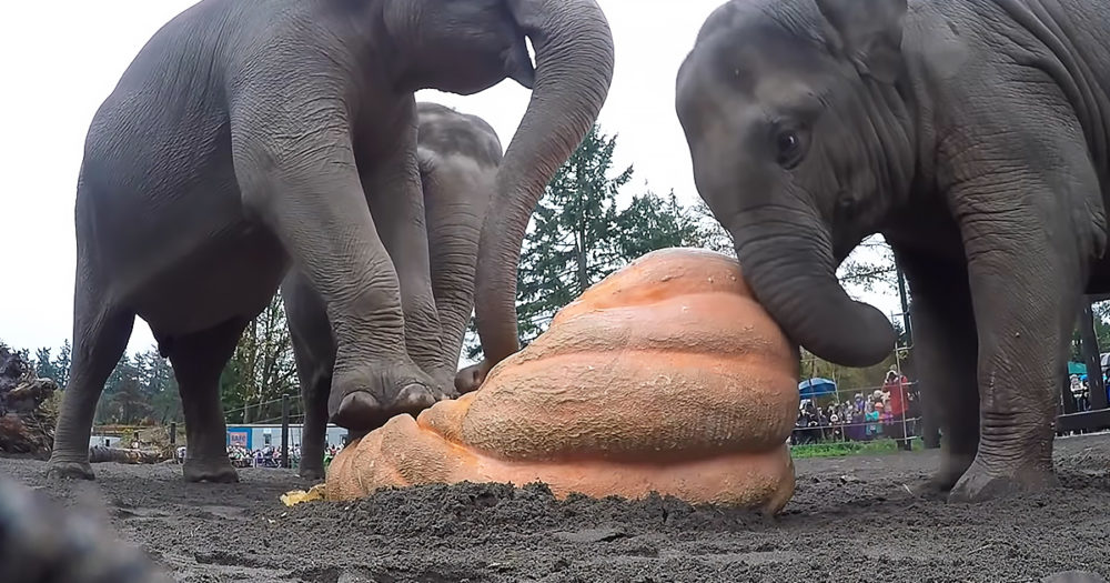 Elephants popping pumpkins