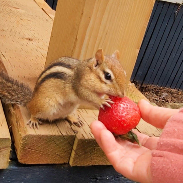 Adorable chipmunks enjoy eating juicy strawberries in their forest