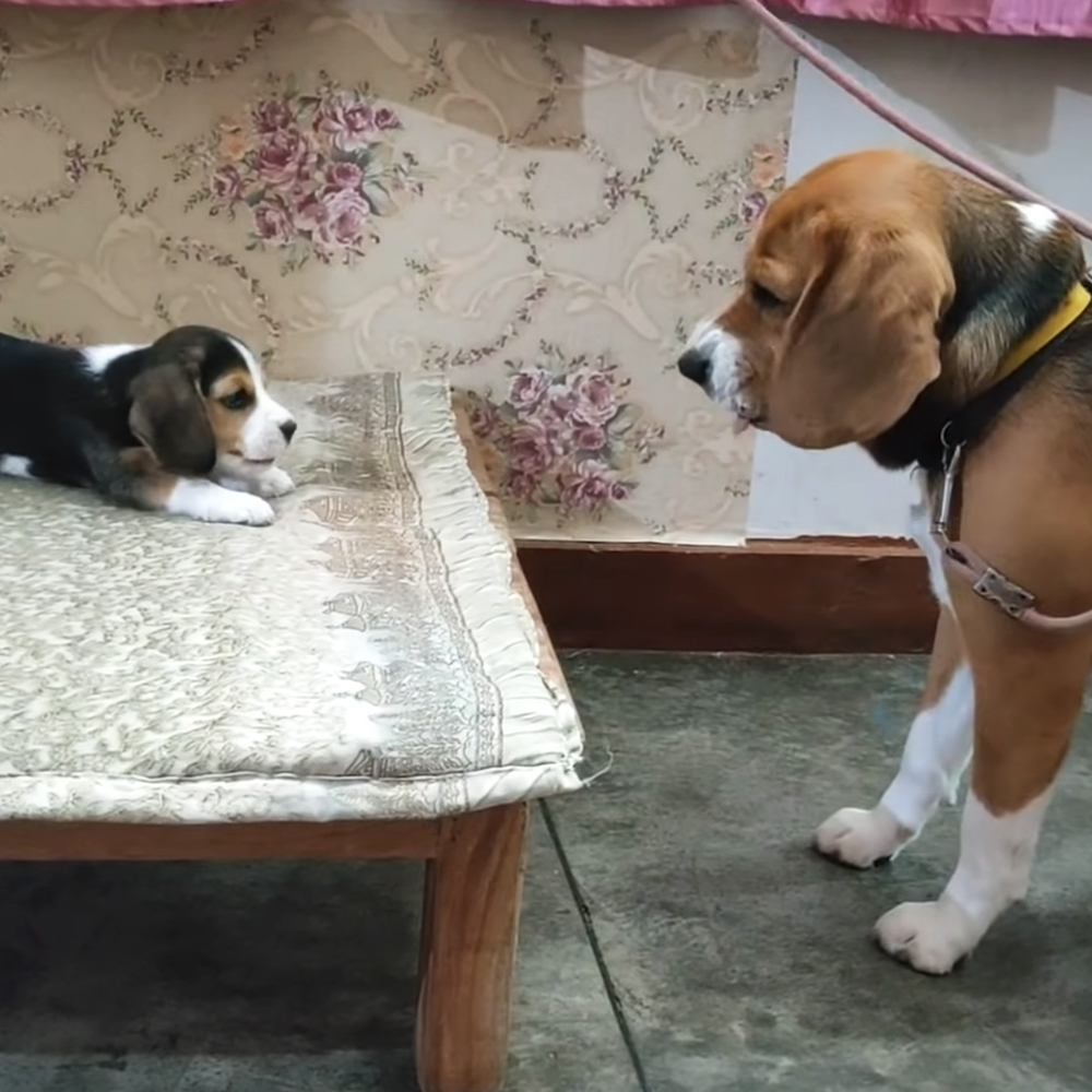 Beagle father and daughter