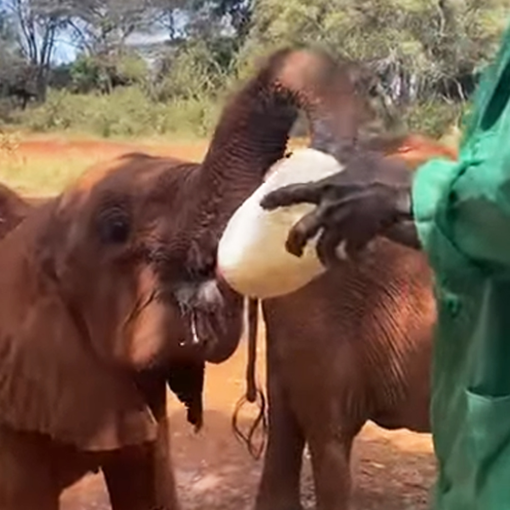 Orphaned baby elephant