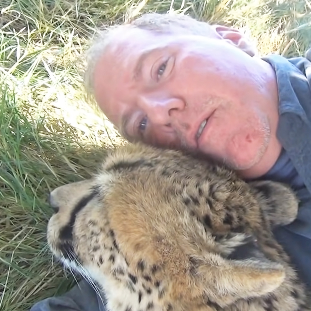 Cheetah sleeping on man's arm