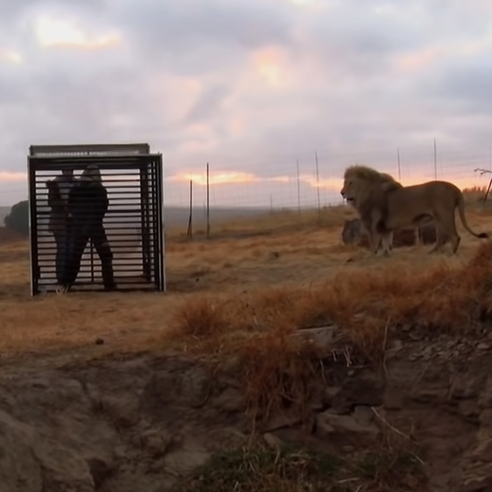 Caged humans experience wild lions