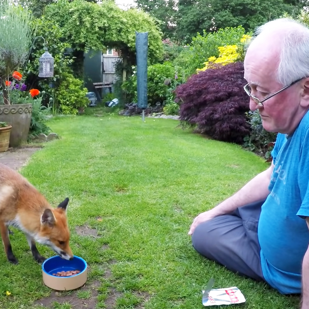 Fox and man in a garden