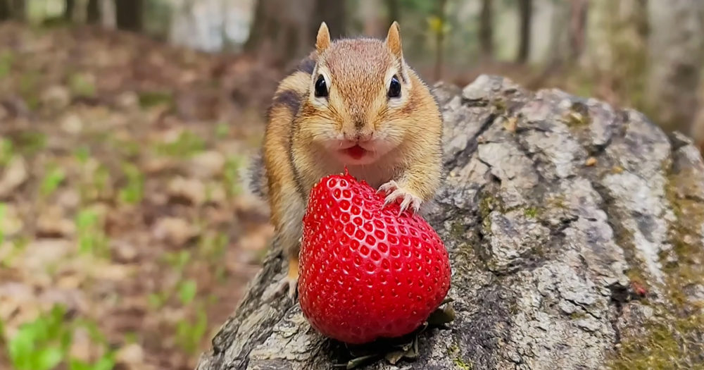 Adorable chipmunks enjoy eating juicy strawberries in their forest