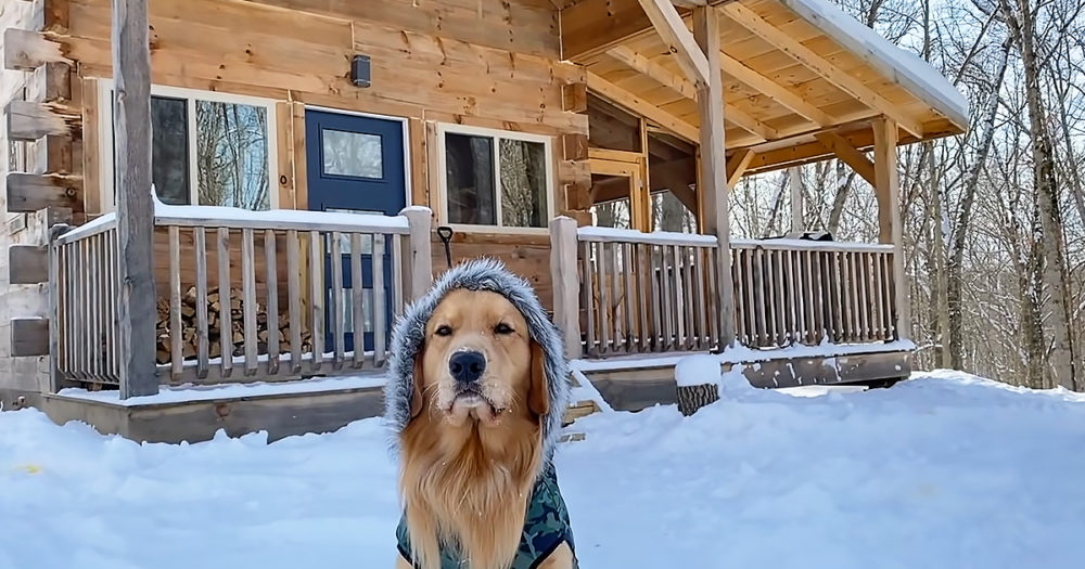 Golden Retriever Dog