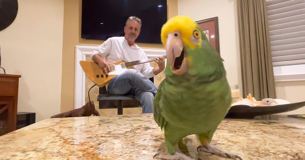 Singing parrot