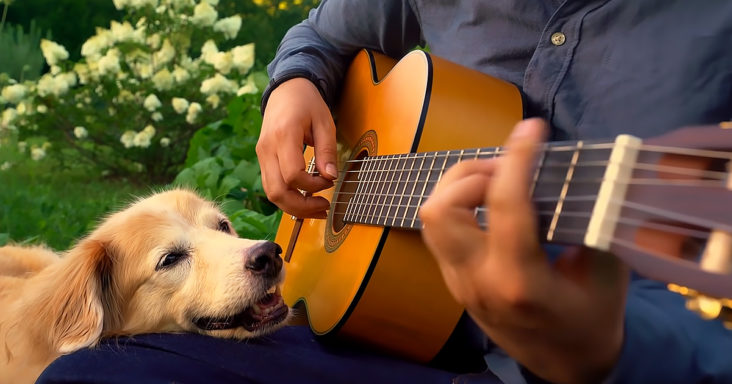Maple, the Golden Retriever dog listening guitar