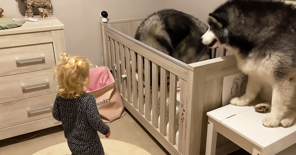 Alaskan Malamute