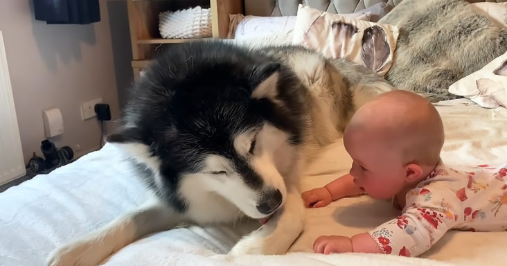 Giant dog and baby