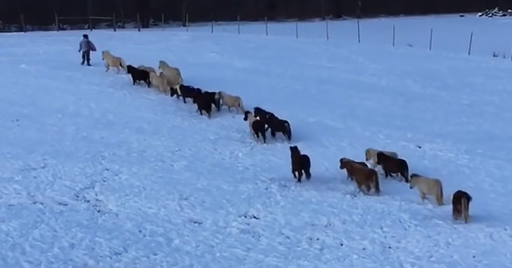 Herd of miniature horses