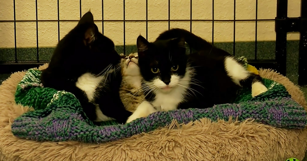 Kitten and blind cat