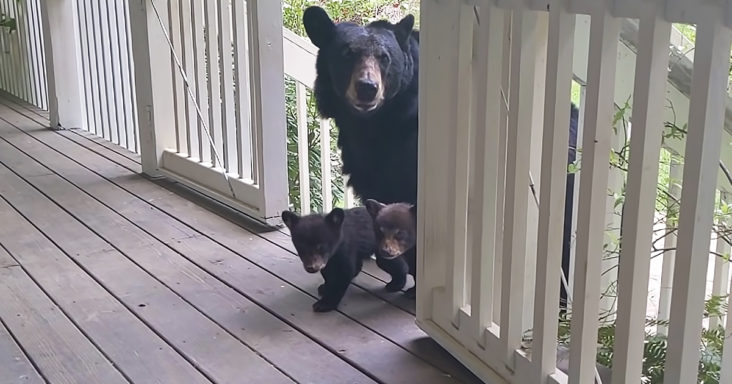 Momma bear and cubs