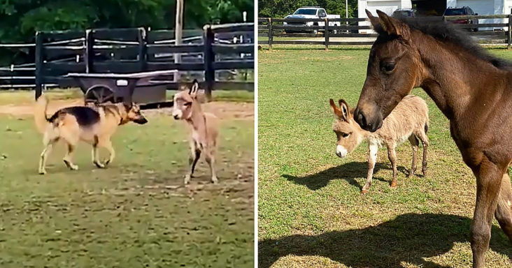 Baby donkey, dog, and horse