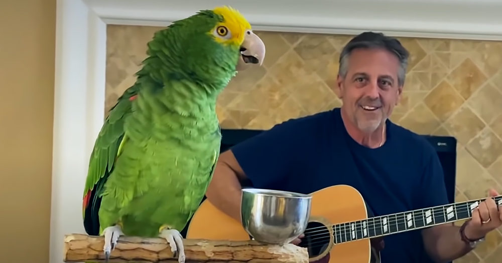 Parrot singing