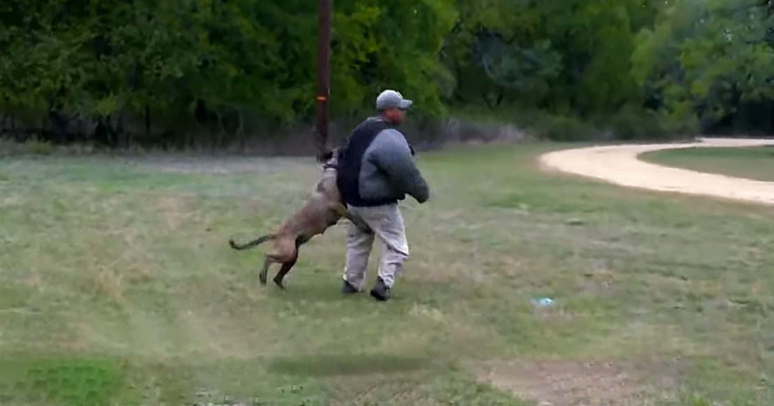 See inside the doggy bootcamp training America’s K9 soldiers Madly Odd!