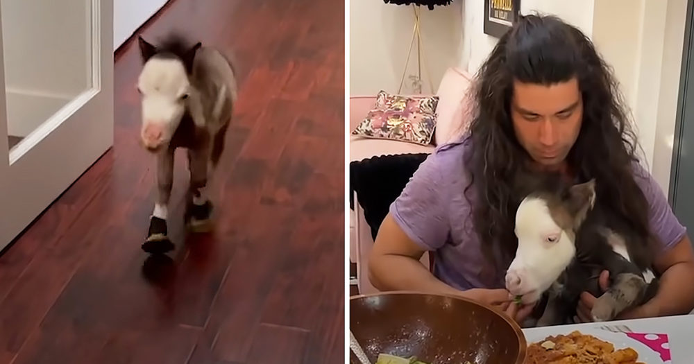 World's smallest horse