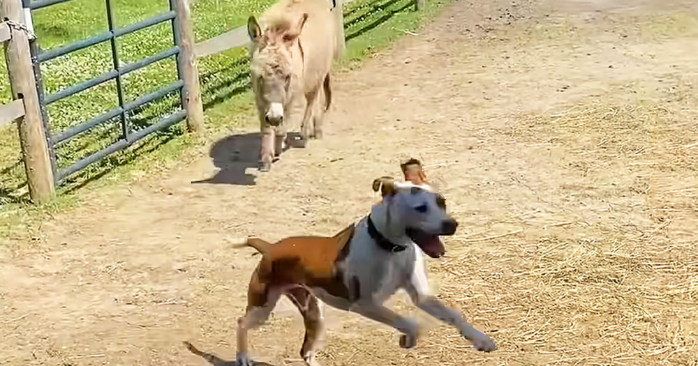 Donkey and Pitbull