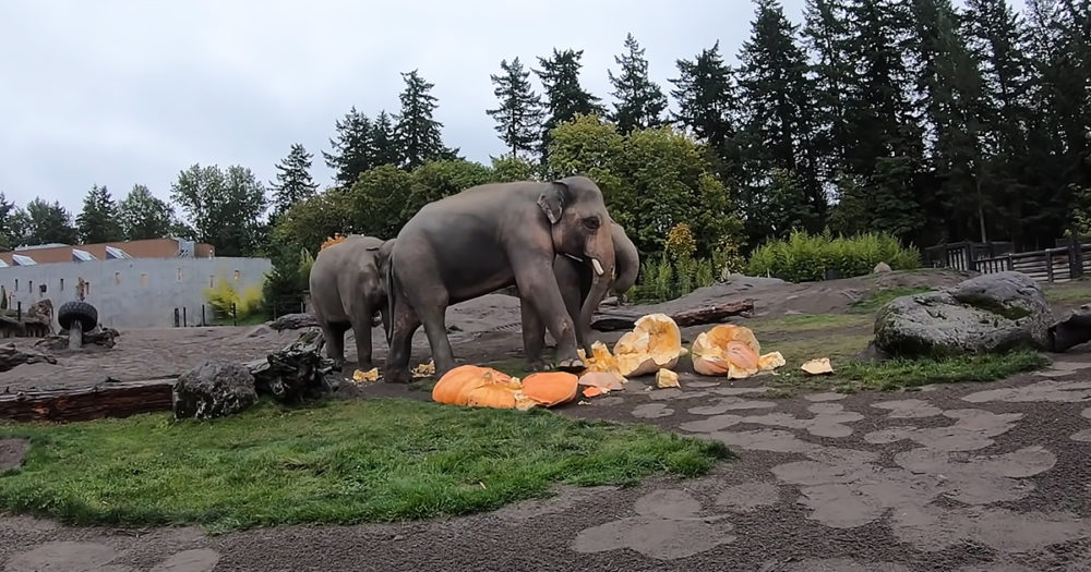 Elephant herd and giant pumpkins
