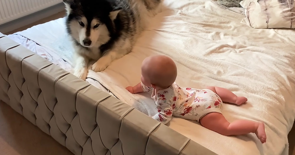 Giant dog and baby