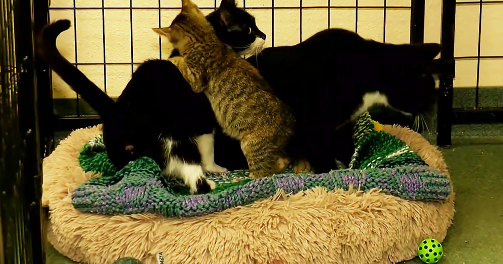 Kitten and blind cat