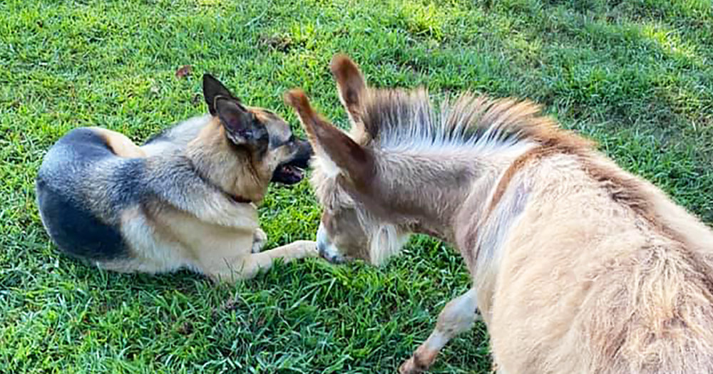 Baby donkey and dog