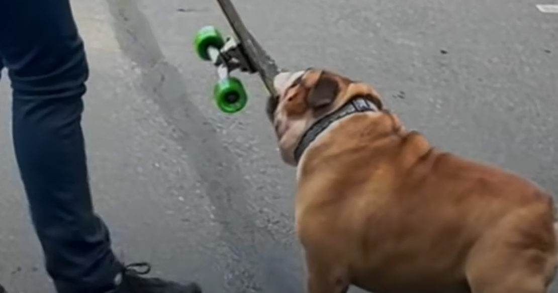 Parents take away Bulldog’s skateboard, which makes him mad Madly Odd!