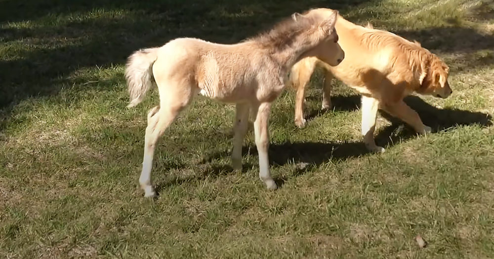 Miniature horse and Golden Retriever 