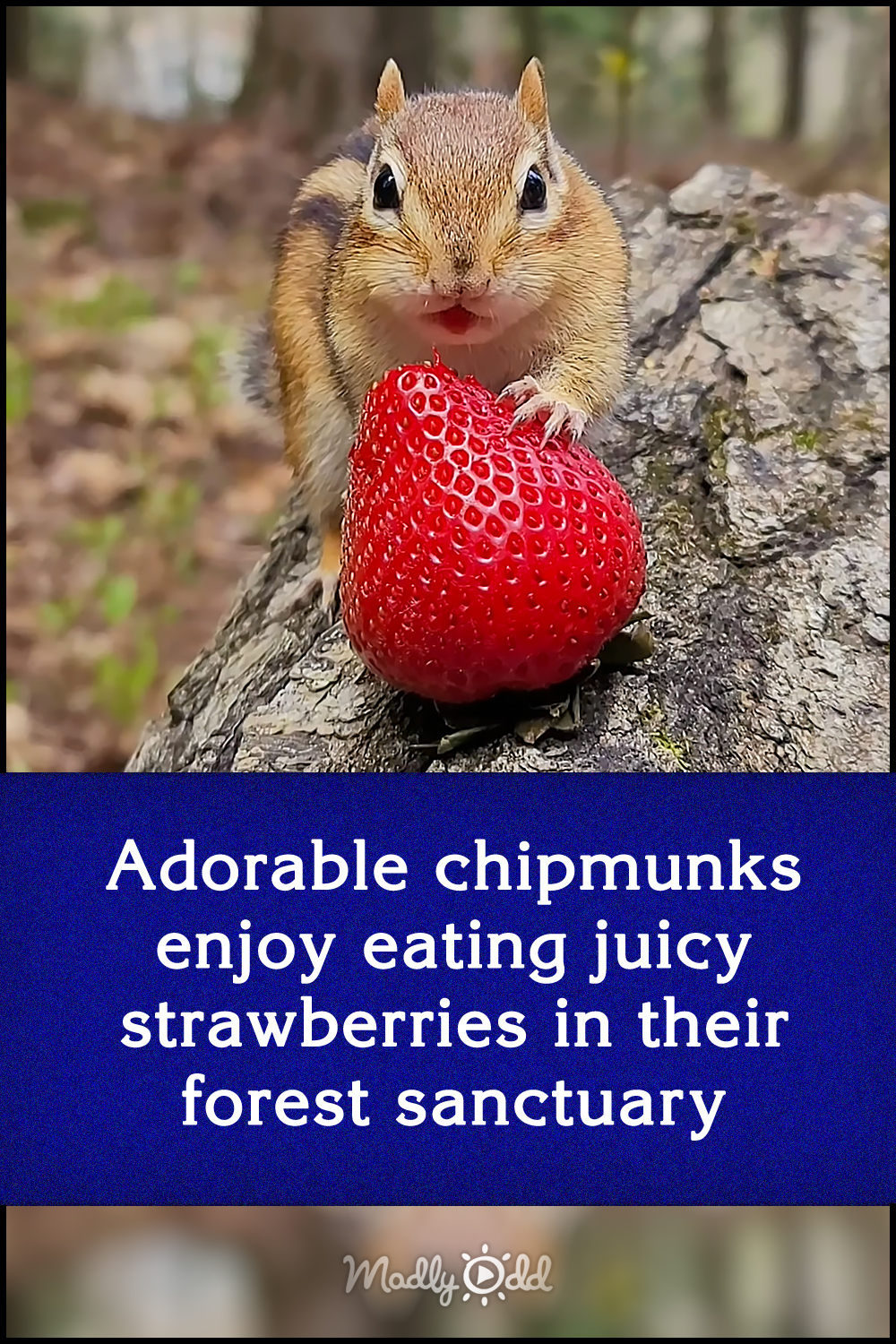 Adorable chipmunks enjoy eating juicy strawberries in their forest sanctuary