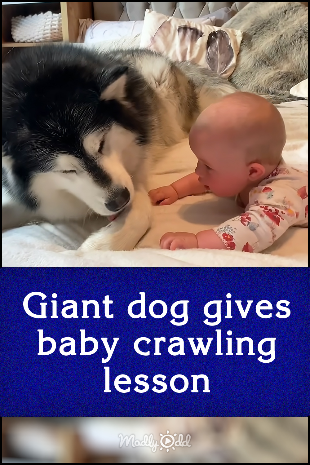 Giant dog gives baby crawling lesson