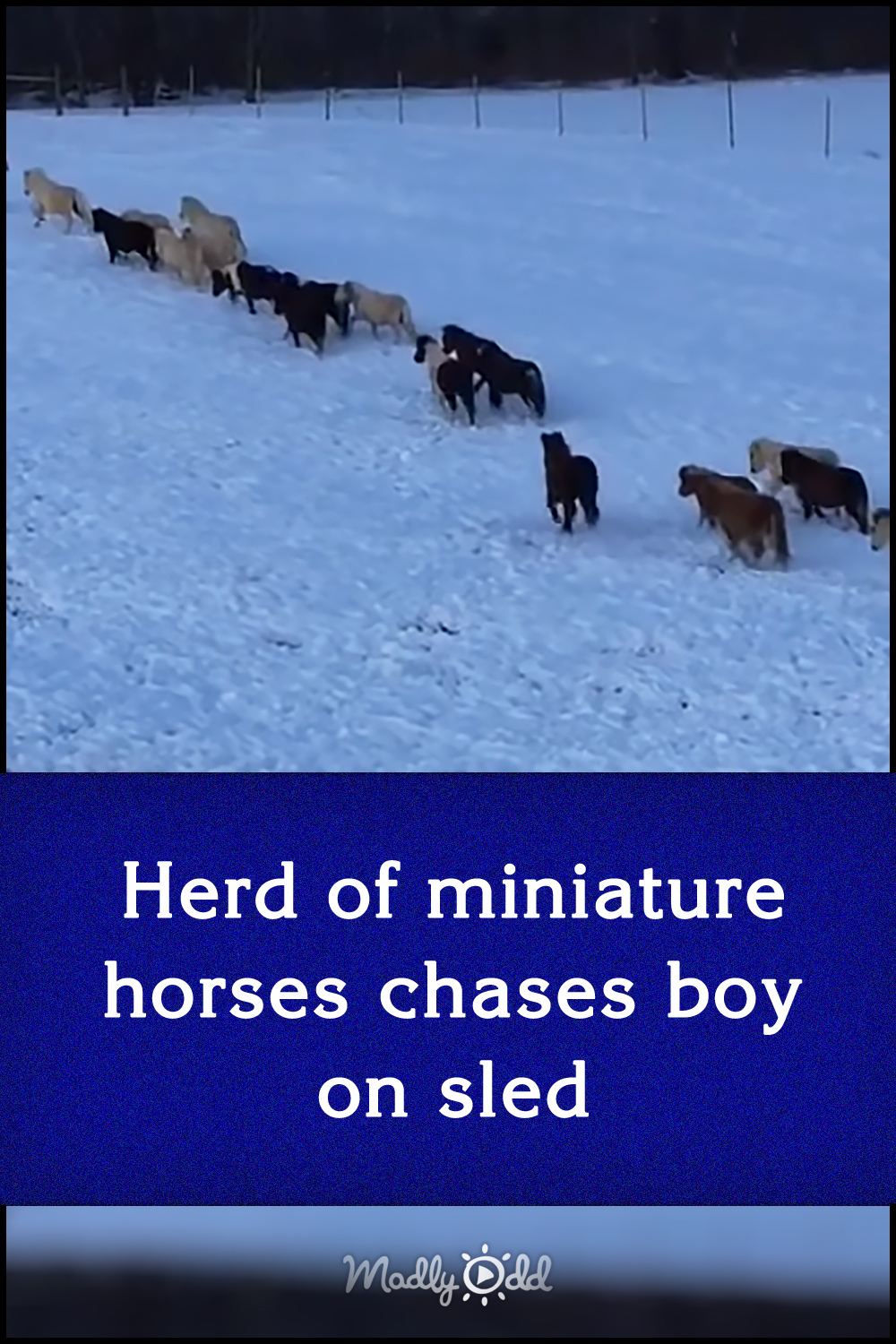 Herd of miniature horses chases boy on sled