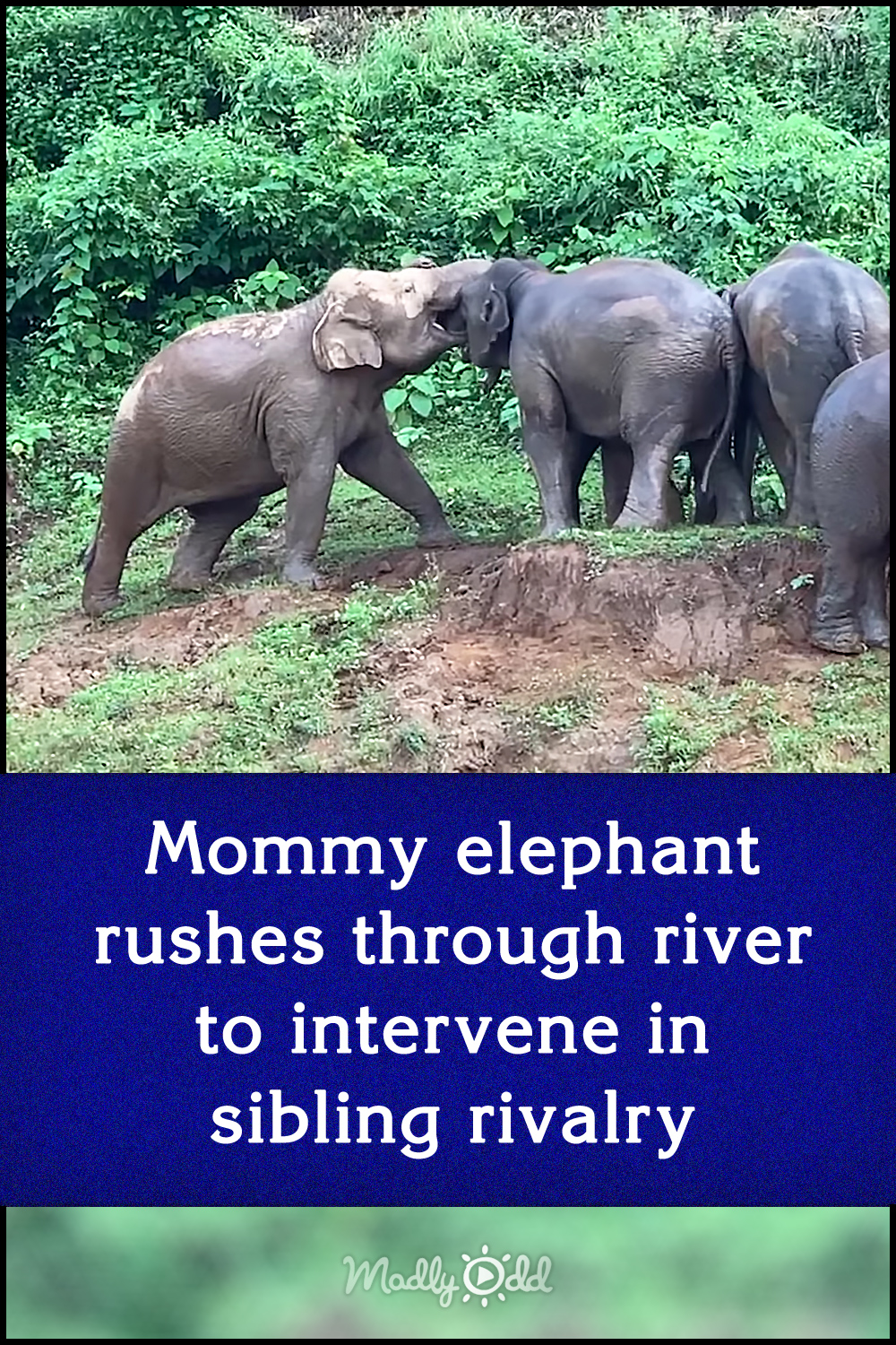 Mommy elephant rushes through river to intervene in sibling rivalry