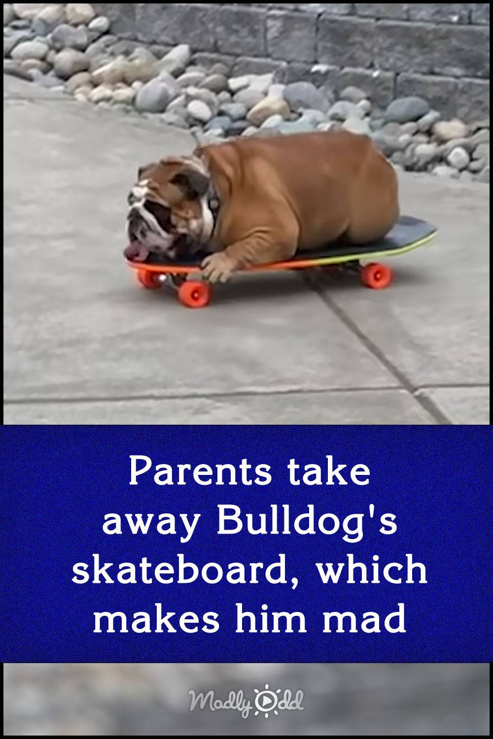 Parents take away Bulldog\'s skateboard, which makes him mad