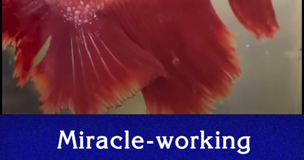 Pinterest Hidden Image