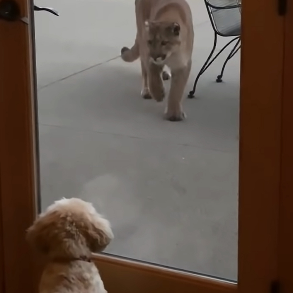 Tiny dog and mountain lion