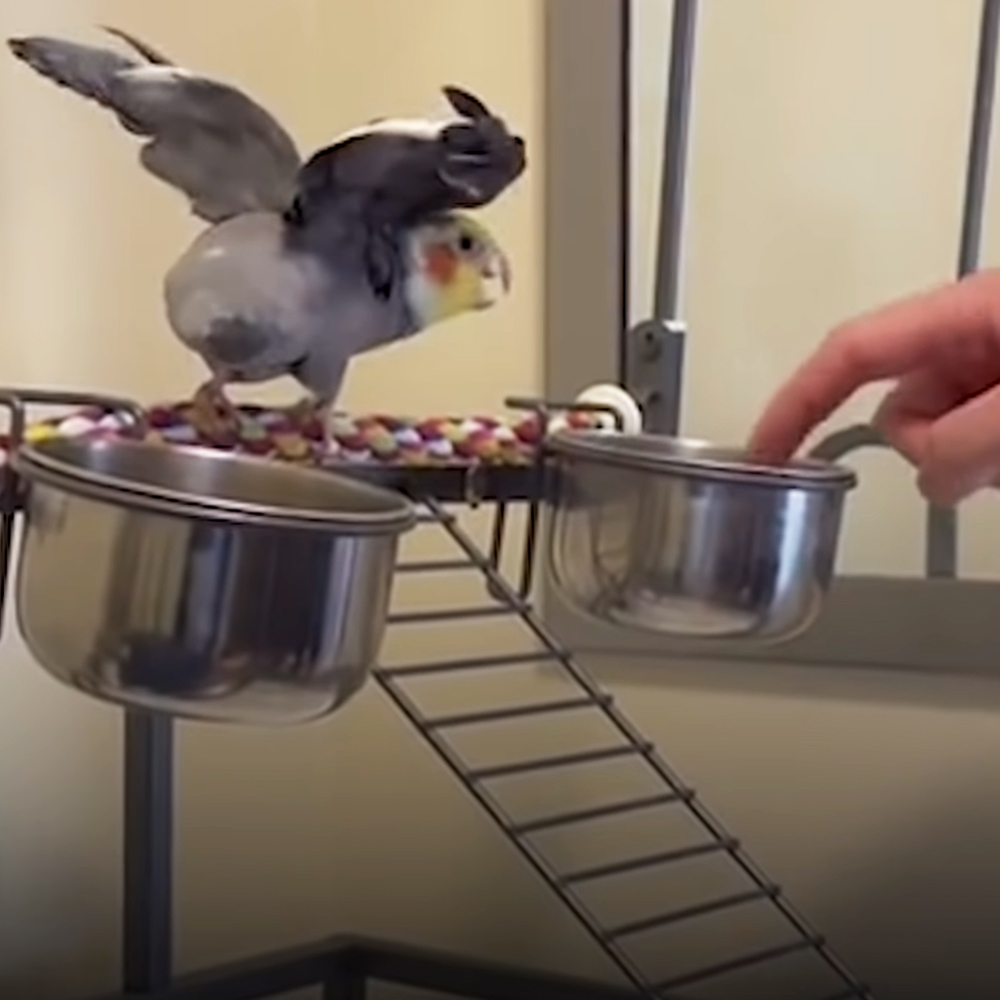 Adorable bird