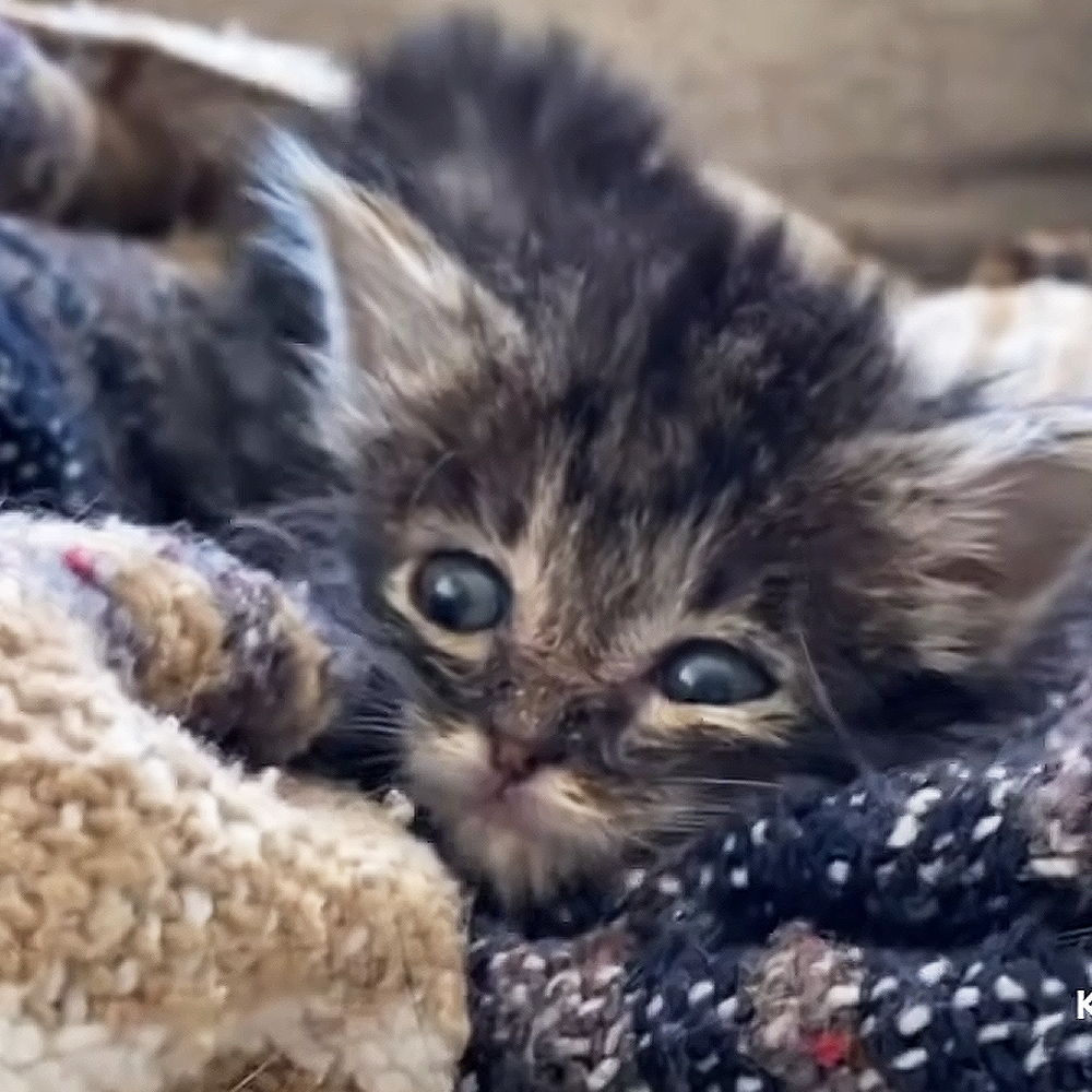 Tiny baby kitten