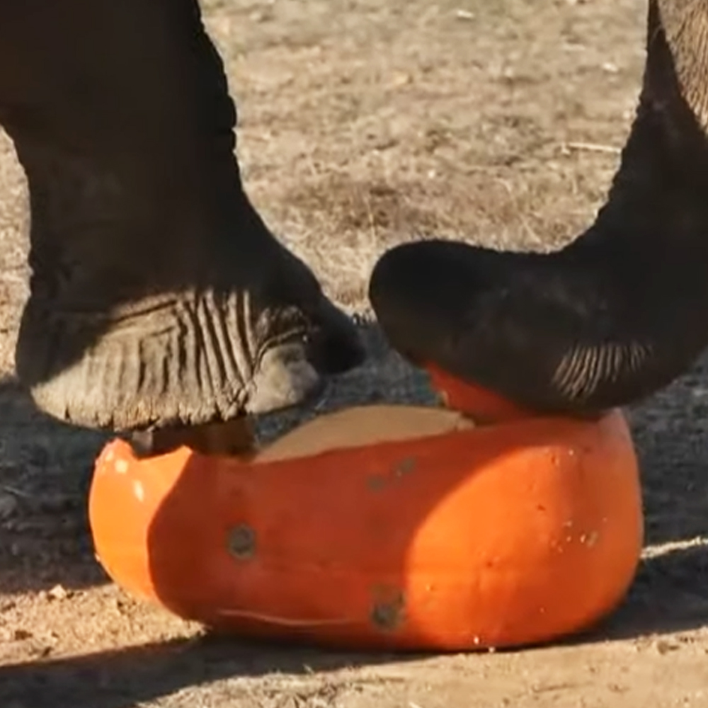Elephants smashing pumpkins