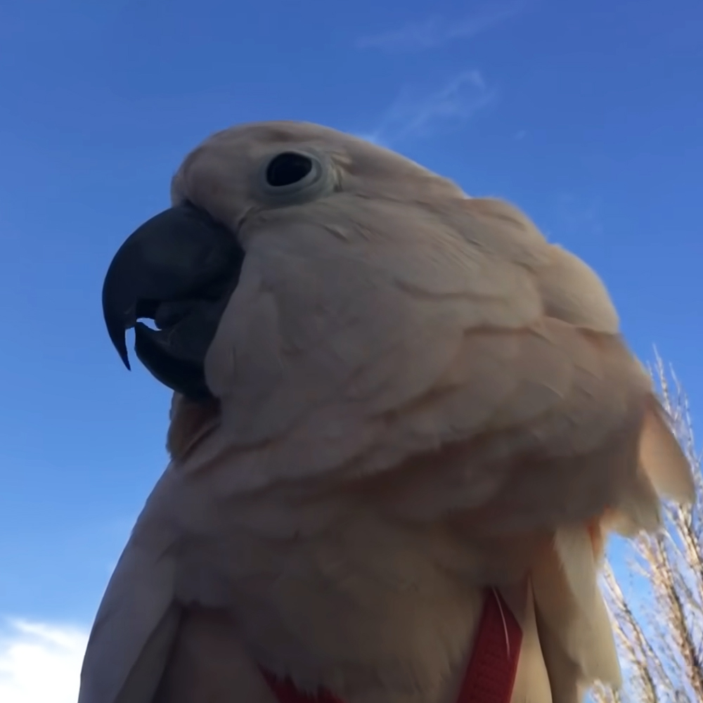 Talkative parrot