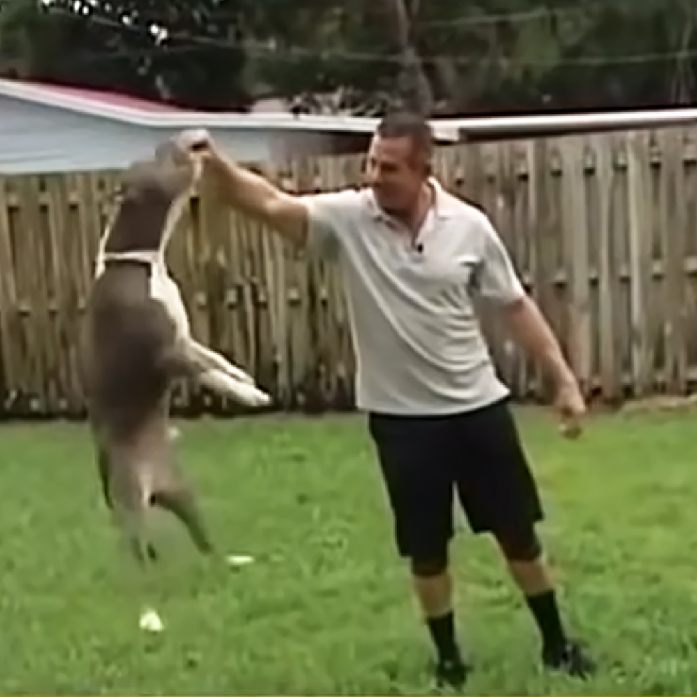 Pitbull playing with his human dad