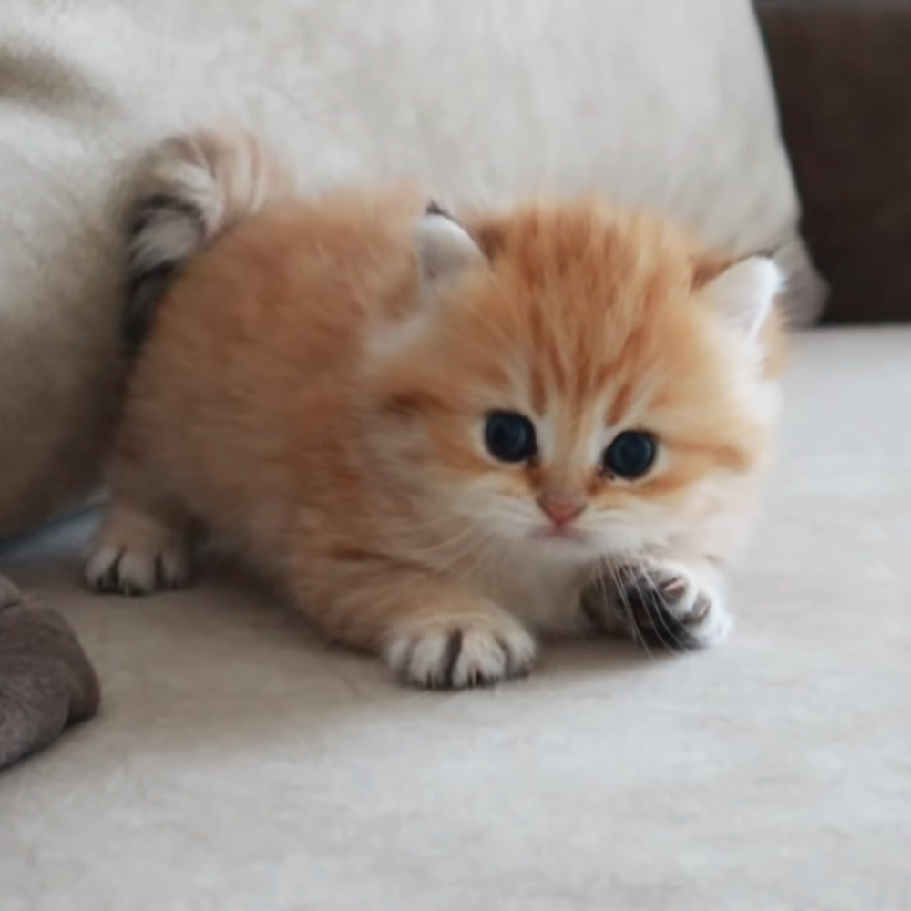 Adorable kitten