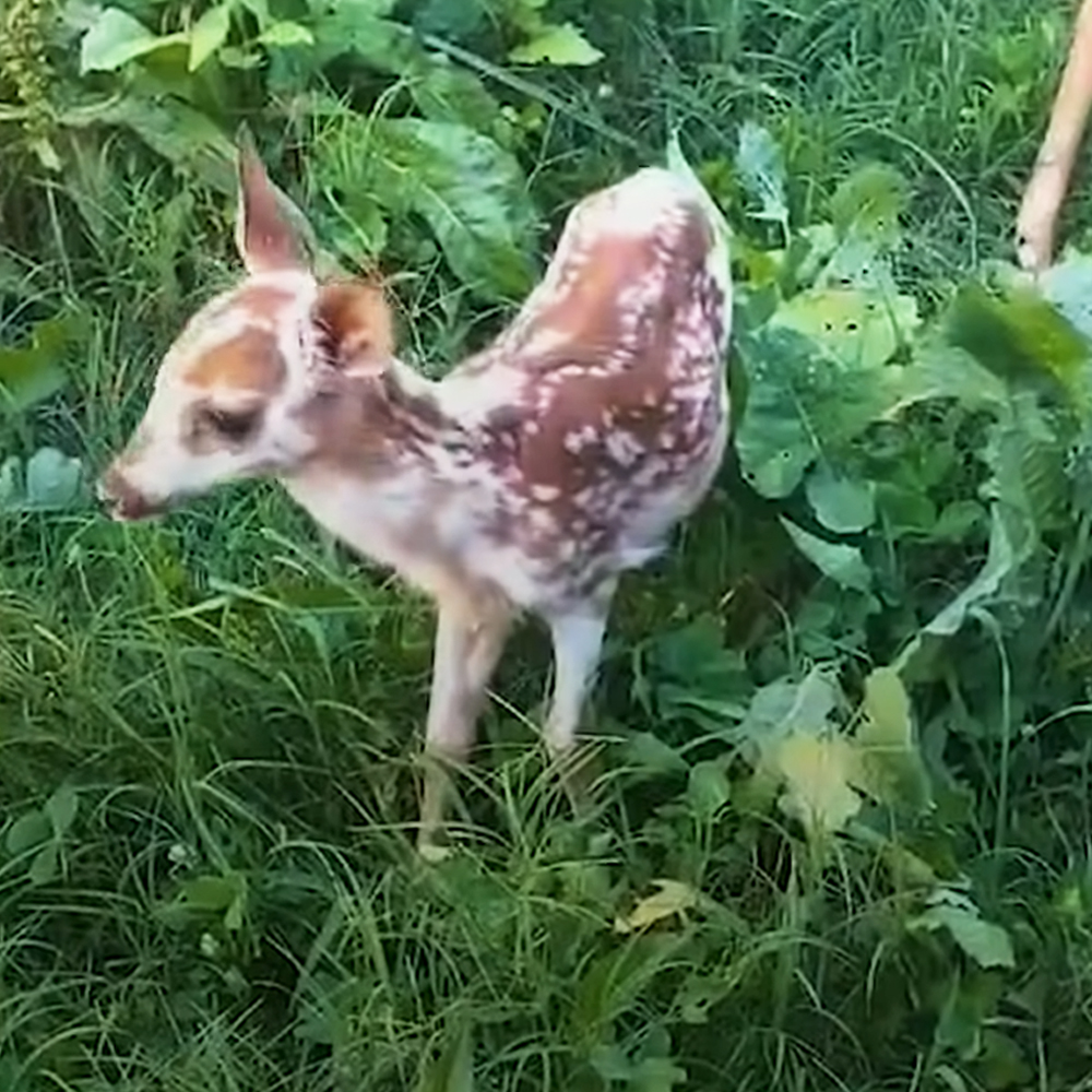 Abandoned baby deer