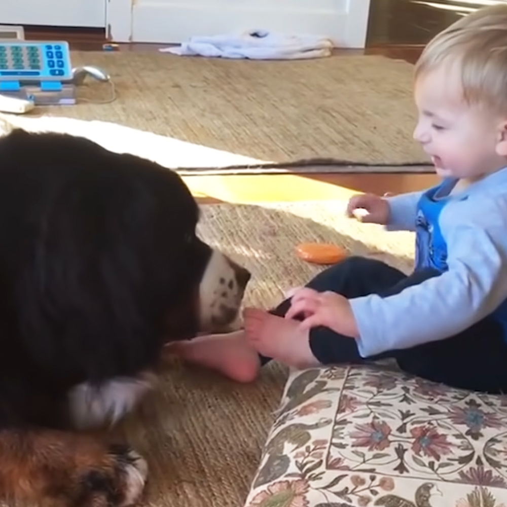 Dog and toddler