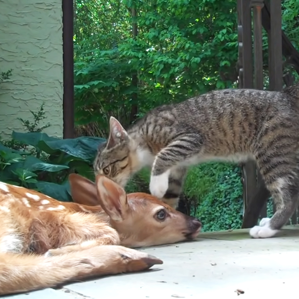 Kitten and baby deer