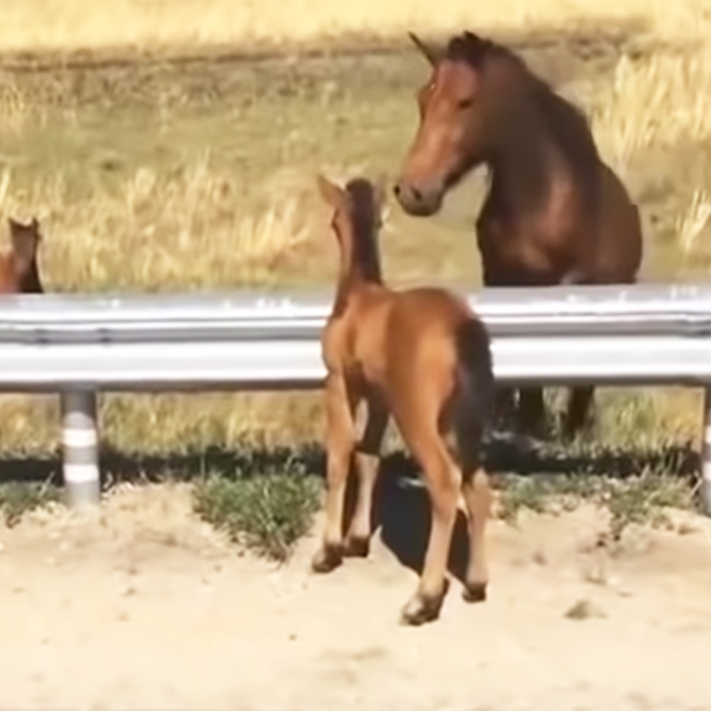 Scared baby horse and mother