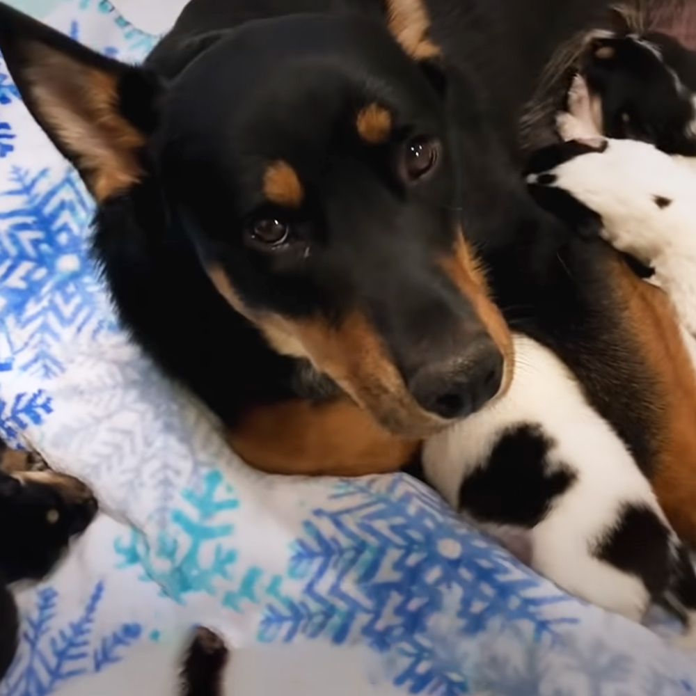 Adorable dog with puppies