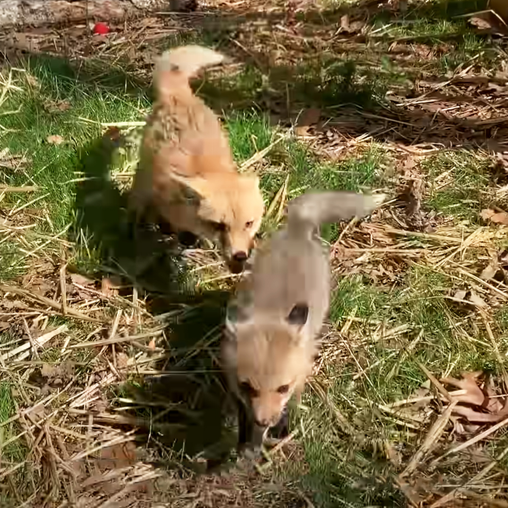 Orphaned baby foxes